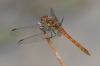 J16_2418 Sympetrum striolatum male